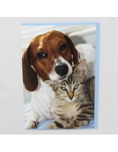 Katze und Hund