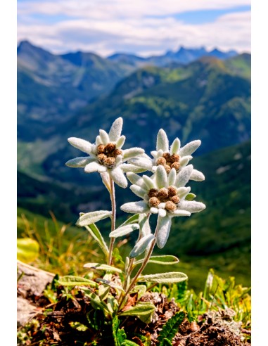 Glückwunschkarte ohne Text - Edelweiss